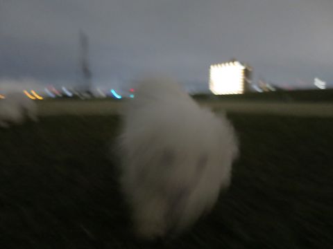 ビションフリーゼフントヒュッテ文京区駒込ビション子犬こいぬ赤ちゃん出産情報ビション父チャンピオン血統毛量オス子犬おんなのこ東京ビション画像性格かわいい_1068.jpg