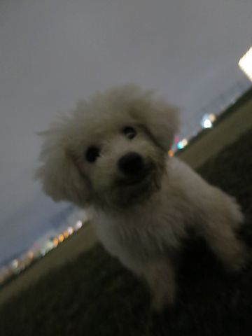 ビションフリーゼフントヒュッテ文京区駒込ビション子犬こいぬ赤ちゃん出産情報ビション父チャンピオン血統毛量オス子犬おんなのこ東京ビション画像性格かわいい_1069.jpg