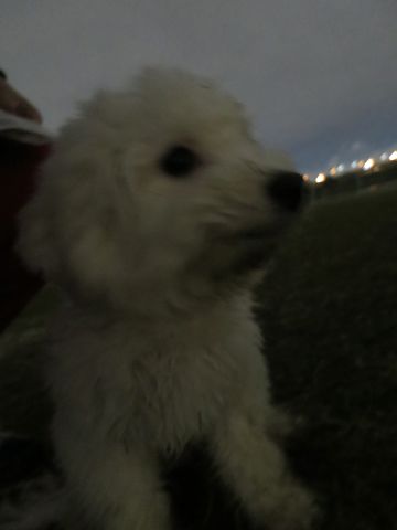 ビションフリーゼフントヒュッテ文京区駒込ビション子犬こいぬ赤ちゃん出産情報ビション父チャンピオン血統毛量オス子犬おんなのこ東京ビション画像性格かわいい_1070.jpg