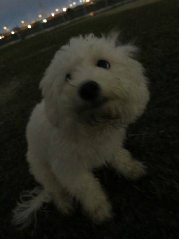 ビションフリーゼフントヒュッテ文京区駒込ビション子犬こいぬ赤ちゃん出産情報ビション父チャンピオン血統毛量オス子犬おんなのこ東京ビション画像性格かわいい_1071.jpg