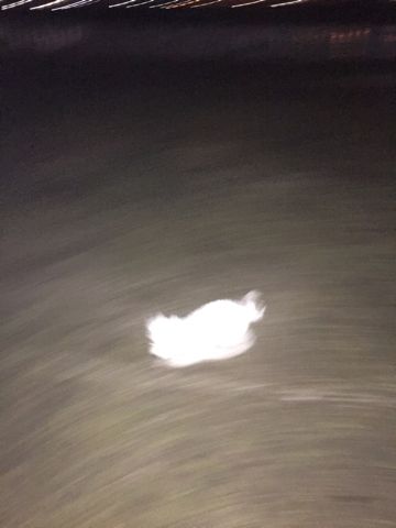 ビションフリーゼフントヒュッテ文京区駒込ビション子犬こいぬ赤ちゃん出産情報ビション父チャンピオン血統毛量オス子犬おんなのこ東京ビション画像性格かわいい_1073.jpg