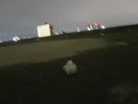 ビションフリーゼフントヒュッテ文京区駒込ビション子犬こいぬ赤ちゃん出産情報ビション父チャンピオン血統毛量オス子犬おんなのこ東京ビション画像性格かわいい_1074.jpg
