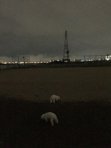 ビションフリーゼフントヒュッテ文京区駒込ビション子犬こいぬ赤ちゃん出産情報ビション父チャンピオン血統毛量オス子犬おんなのこ東京ビション画像性格かわいい_1075.jpg