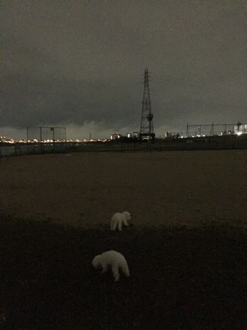ビションフリーゼフントヒュッテ文京区駒込ビション子犬こいぬ赤ちゃん出産情報ビション父チャンピオン血統毛量オス子犬おんなのこ東京ビション画像性格かわいい_1076.jpg
