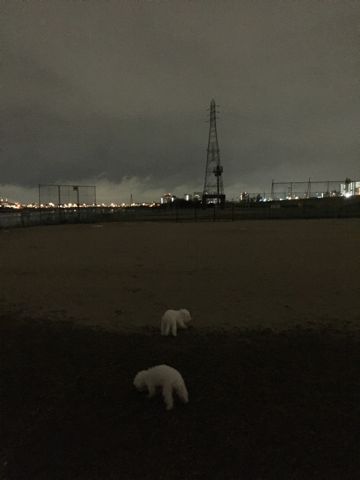 ビションフリーゼフントヒュッテ文京区駒込ビション子犬こいぬ赤ちゃん出産情報ビション父チャンピオン血統毛量オス子犬おんなのこ東京ビション画像性格かわいい_1077.jpg