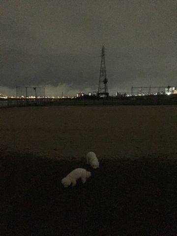 ビションフリーゼフントヒュッテ文京区駒込ビション子犬こいぬ赤ちゃん出産情報ビション父チャンピオン血統毛量オス子犬おんなのこ東京ビション画像性格かわいい_1078.jpg