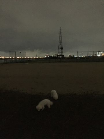 ビションフリーゼフントヒュッテ文京区駒込ビション子犬こいぬ赤ちゃん出産情報ビション父チャンピオン血統毛量オス子犬おんなのこ東京ビション画像性格かわいい_1079.jpg