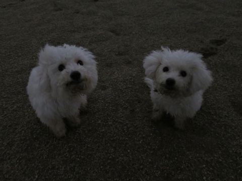 ビションフリーゼフントヒュッテ文京区駒込ビション子犬こいぬ赤ちゃん出産情報ビション父チャンピオン血統毛量オス子犬おんなのこ東京ビション画像性格かわいい_1080.jpg