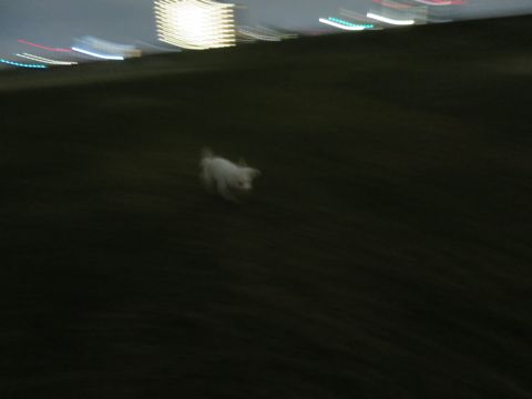 ビションフリーゼフントヒュッテ文京区駒込ビション子犬こいぬ赤ちゃん出産情報ビション父チャンピオン血統毛量オス子犬おんなのこ東京ビション画像性格かわいい_1082.jpg