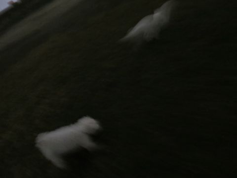 ビションフリーゼフントヒュッテ文京区駒込ビション子犬こいぬ赤ちゃん出産情報ビション父チャンピオン血統毛量オス子犬おんなのこ東京ビション画像性格かわいい_1083.jpg