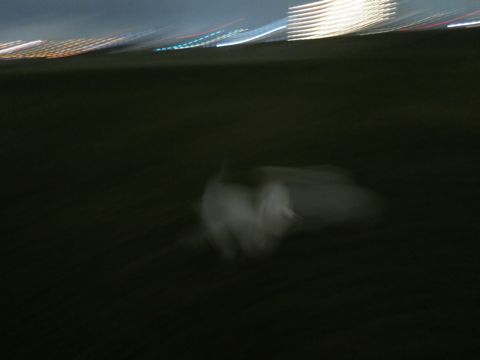 ビションフリーゼフントヒュッテ文京区駒込ビション子犬こいぬ赤ちゃん出産情報ビション父チャンピオン血統毛量オス子犬おんなのこ東京ビション画像性格かわいい_1084.jpg