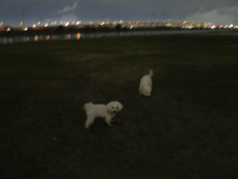 ビションフリーゼフントヒュッテ文京区駒込ビション子犬こいぬ赤ちゃん出産情報ビション父チャンピオン血統毛量オス子犬おんなのこ東京ビション画像性格かわいい_1086.jpg