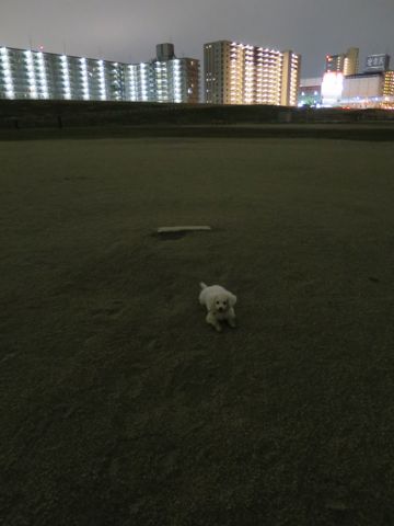 ビションフリーゼフントヒュッテ文京区駒込ビション子犬こいぬ赤ちゃん出産情報ビション父チャンピオン血統毛量オス子犬おんなのこ東京ビション画像性格かわいい_1089.jpg