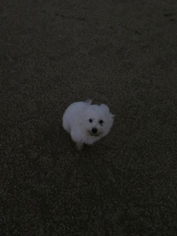ビションフリーゼフントヒュッテ文京区駒込ビション子犬こいぬ赤ちゃん出産情報ビション父チャンピオン血統毛量オス子犬おんなのこ東京ビション画像性格かわいい_1090.jpg
