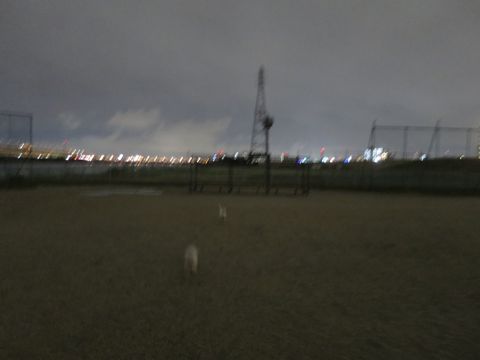 ビションフリーゼフントヒュッテ文京区駒込ビション子犬こいぬ赤ちゃん出産情報ビション父チャンピオン血統毛量オス子犬おんなのこ東京ビション画像性格かわいい_1092.jpg