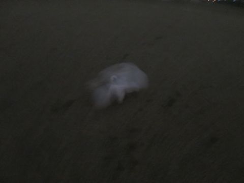 ビションフリーゼフントヒュッテ文京区駒込ビション子犬こいぬ赤ちゃん出産情報ビション父チャンピオン血統毛量オス子犬おんなのこ東京ビション画像性格かわいい_1093.jpg