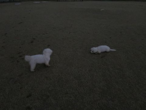 ビションフリーゼフントヒュッテ文京区駒込ビション子犬こいぬ赤ちゃん出産情報ビション父チャンピオン血統毛量オス子犬おんなのこ東京ビション画像性格かわいい_1094.jpg