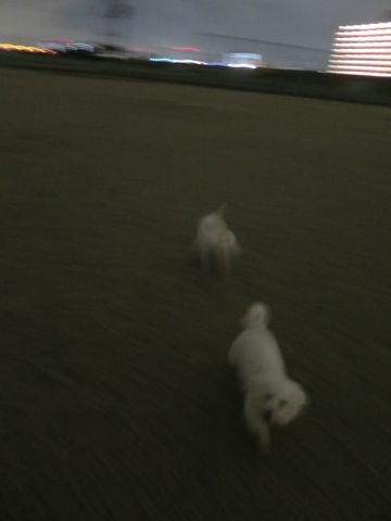 ビションフリーゼフントヒュッテ文京区駒込ビション子犬こいぬ赤ちゃん出産情報ビション父チャンピオン血統毛量オス子犬おんなのこ東京ビション画像性格かわいい_1095.jpg