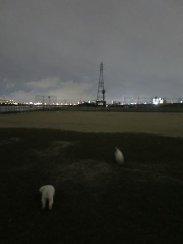 ビションフリーゼフントヒュッテ文京区駒込ビション子犬こいぬ赤ちゃん出産情報ビション父チャンピオン血統毛量オス子犬おんなのこ東京ビション画像性格かわいい_1096.jpg