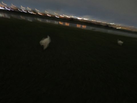ビションフリーゼフントヒュッテ文京区駒込ビション子犬こいぬ赤ちゃん出産情報ビション父チャンピオン血統毛量オス子犬おんなのこ東京ビション画像性格かわいい_1097.jpg