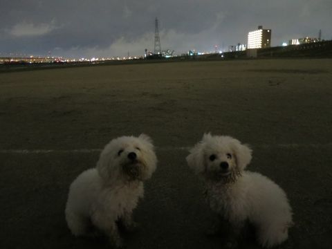 ビションフリーゼフントヒュッテ文京区駒込ビション子犬こいぬ赤ちゃん出産情報ビション父チャンピオン血統毛量オス子犬おんなのこ東京ビション画像性格かわいい_1098.jpg