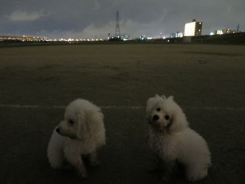 ビションフリーゼフントヒュッテ文京区駒込ビション子犬こいぬ赤ちゃん出産情報ビション父チャンピオン血統毛量オス子犬おんなのこ東京ビション画像性格かわいい_1099.jpg