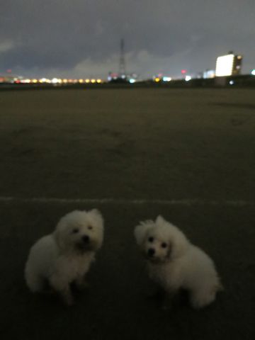 ビションフリーゼフントヒュッテ文京区駒込ビション子犬こいぬ赤ちゃん出産情報ビション父チャンピオン血統毛量オス子犬おんなのこ東京ビション画像性格かわいい_1101.jpg