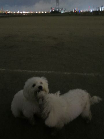 ビションフリーゼフントヒュッテ文京区駒込ビション子犬こいぬ赤ちゃん出産情報ビション父チャンピオン血統毛量オス子犬おんなのこ東京ビション画像性格かわいい_1102.jpg