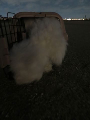 ビションフリーゼフントヒュッテ文京区駒込ビション子犬こいぬ赤ちゃん出産情報ビション父チャンピオン血統毛量オス子犬おんなのこ東京ビション画像性格かわいい_1122.jpg
