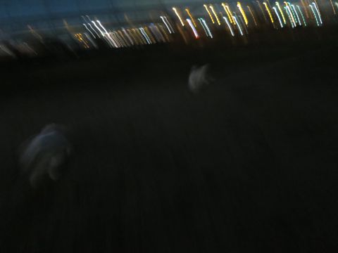 ビションフリーゼフントヒュッテ文京区駒込ビション子犬こいぬ赤ちゃん出産情報ビション父チャンピオン血統毛量オス子犬おんなのこ東京ビション画像性格かわいい_1125.jpg
