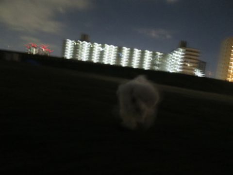 ビションフリーゼフントヒュッテ文京区駒込ビション子犬こいぬ赤ちゃん出産情報ビション父チャンピオン血統毛量オス子犬おんなのこ東京ビション画像性格かわいい_1127.jpg
