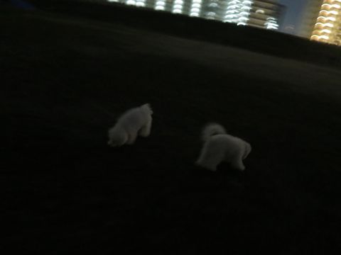ビションフリーゼフントヒュッテ文京区駒込ビション子犬こいぬ赤ちゃん出産情報ビション父チャンピオン血統毛量オス子犬おんなのこ東京ビション画像性格かわいい_1128.jpg