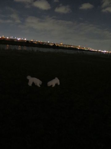 ビションフリーゼフントヒュッテ文京区駒込ビション子犬こいぬ赤ちゃん出産情報ビション父チャンピオン血統毛量オス子犬おんなのこ東京ビション画像性格かわいい_1130.jpg