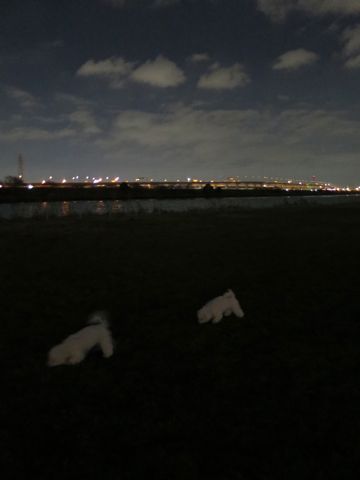 ビションフリーゼフントヒュッテ文京区駒込ビション子犬こいぬ赤ちゃん出産情報ビション父チャンピオン血統毛量オス子犬おんなのこ東京ビション画像性格かわいい_1131.jpg
