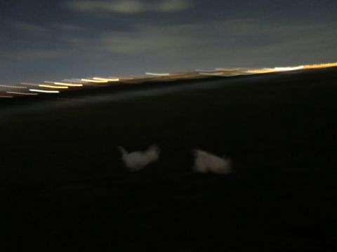ビションフリーゼフントヒュッテ文京区駒込ビション子犬こいぬ赤ちゃん出産情報ビション父チャンピオン血統毛量オス子犬おんなのこ東京ビション画像性格かわいい_1132.jpg