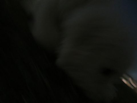 ビションフリーゼフントヒュッテ文京区駒込ビション子犬こいぬ赤ちゃん出産情報ビション父チャンピオン血統毛量オス子犬おんなのこ東京ビション画像性格かわいい_1137.jpg