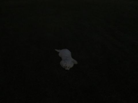 ビションフリーゼフントヒュッテ文京区駒込ビション子犬こいぬ赤ちゃん出産情報ビション父チャンピオン血統毛量オス子犬おんなのこ東京ビション画像性格かわいい_1142.jpg