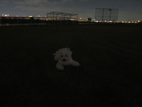 ビションフリーゼフントヒュッテ文京区駒込ビション子犬こいぬ赤ちゃん出産情報ビション父チャンピオン血統毛量オス子犬おんなのこ東京ビション画像性格かわいい_1143.jpg