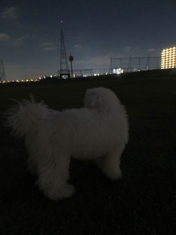 ビションフリーゼフントヒュッテ文京区駒込ビション子犬こいぬ赤ちゃん出産情報ビション父チャンピオン血統毛量オス子犬おんなのこ東京ビション画像性格かわいい_1144.jpg