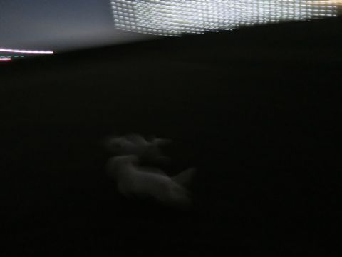 ビションフリーゼフントヒュッテ文京区駒込ビション子犬こいぬ赤ちゃん出産情報ビション父チャンピオン血統毛量オス子犬おんなのこ東京ビション画像性格かわいい_1150.jpg