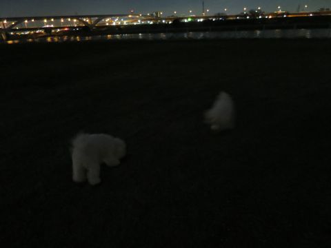 ビションフリーゼフントヒュッテ文京区駒込ビション子犬こいぬ赤ちゃん出産情報ビション父チャンピオン血統毛量オス子犬おんなのこ東京ビション画像性格かわいい_1151.jpg