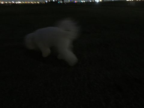 ビションフリーゼフントヒュッテ文京区駒込ビション子犬こいぬ赤ちゃん出産情報ビション父チャンピオン血統毛量オス子犬おんなのこ東京ビション画像性格かわいい_1153.jpg