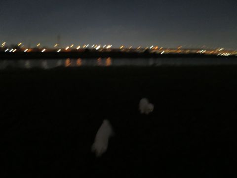 ビションフリーゼフントヒュッテ文京区駒込ビション子犬こいぬ赤ちゃん出産情報ビション父チャンピオン血統毛量オス子犬おんなのこ東京ビション画像性格かわいい_1155.jpg