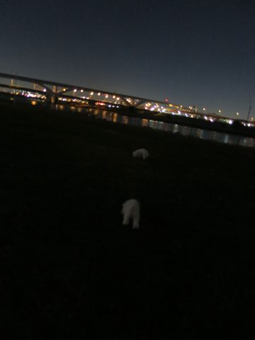 ビションフリーゼフントヒュッテ文京区駒込ビション子犬こいぬ赤ちゃん出産情報ビション父チャンピオン血統毛量オス子犬おんなのこ東京ビション画像性格かわいい_1156.jpg