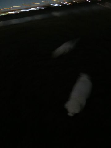 ビションフリーゼフントヒュッテ文京区駒込ビション子犬こいぬ赤ちゃん出産情報ビション父チャンピオン血統毛量オス子犬おんなのこ東京ビション画像性格かわいい_1159.jpg