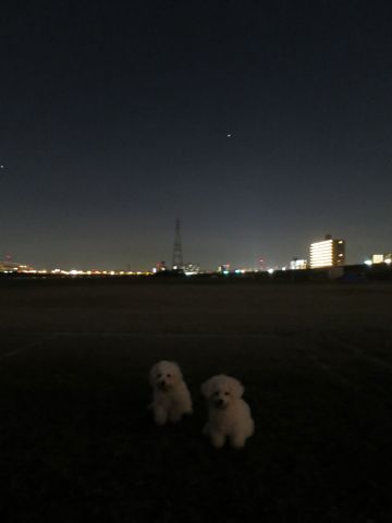 ビションフリーゼフントヒュッテ文京区駒込ビション子犬こいぬ赤ちゃん出産情報ビション父チャンピオン血統毛量オス子犬おんなのこ東京ビション画像性格かわいい_1161.jpg