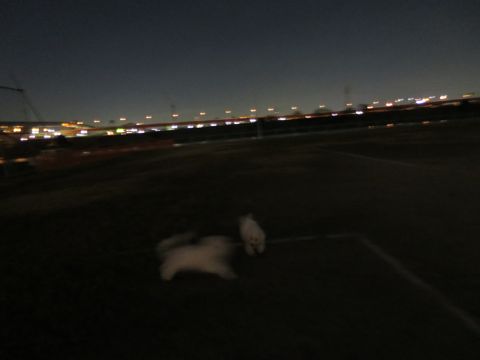 ビションフリーゼフントヒュッテ文京区駒込ビション子犬こいぬ赤ちゃん出産情報ビション父チャンピオン血統毛量オス子犬おんなのこ東京ビション画像性格かわいい_1162.jpg