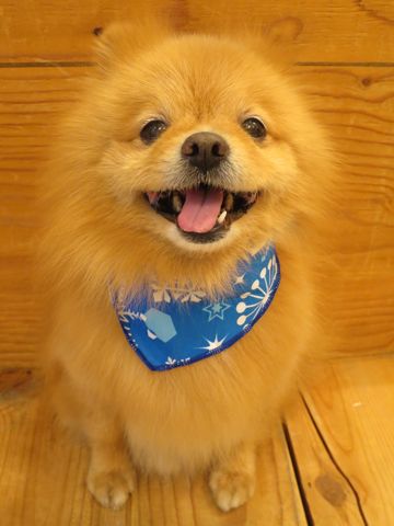 ミックス犬トリミング都内ポメラニアンとチワワのミックス犬画像hundehutteミックス犬トリミング料金文京区フントヒュッテ駒込ポメとチワワのミックス犬トリミング東京_4.jpg