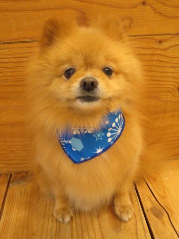 ミックス犬トリミング都内ポメラニアンとチワワのミックス犬画像hundehutteミックス犬トリミング料金文京区フントヒュッテ駒込ポメとチワワのミックス犬トリミング東京_5.jpg