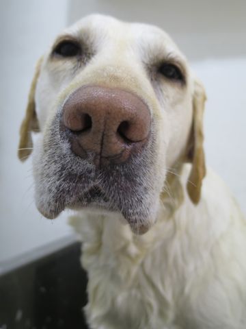ラブラドール・レトリバートリミング文京区フントヒュッテ駒込大型犬トリミング東京かわいいラブラドールレトリバー画像大型犬トリミングサロン都内hundehutte_4.jpg